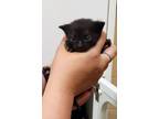 Adopt Mushu a All Black Domestic Mediumhair / Domestic Shorthair / Mixed cat in