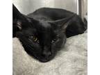 Adopt Lila a All Black Domestic Shorthair / Mixed cat in Brattleboro