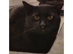 Adopt Bloomers a All Black Domestic Shorthair / Mixed cat in Rochester