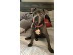 Adopt Littlejane a Gray/Silver/Salt & Pepper - with White American Pit Bull