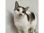 Adopt Elsa a Calico or Dilute Calico Domestic Shorthair / Mixed cat in