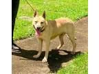 Adopt Seth a Tan/Yellow/Fawn German Shepherd Dog / Mixed dog in Terre Haute