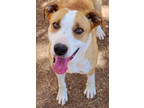Adopt Audrey K35 5/1/23 a Brown/Chocolate Labrador Retriever / Mixed dog in San