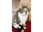 Adopt Penny a Brown Tabby Domestic Shorthair (short coat) cat in Xenia
