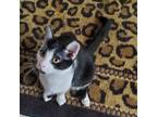 Adopt Scooter a Black & White or Tuxedo Domestic Shorthair (short coat) cat in