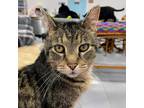 Adopt Wilson a Brown or Chocolate Domestic Shorthair / Mixed cat in SHERIDAN