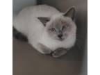 Adopt Avery a White (Mostly) Siamese / Mixed cat in League City, TX (37826093)