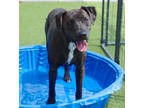 Adopt Alley K29 5/3/23 a Black Plott Hound / Mixed dog in San Angelo