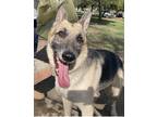 Adopt Risotto a Black - with Tan, Yellow or Fawn German Shepherd Dog / Mixed dog