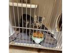 Adopt Nora a Gray or Blue Domestic Shorthair / Domestic Shorthair / Mixed cat in