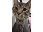 Adopt Alex a Brown Tabby Domestic Shorthair (short coat) cat in Hagerstown