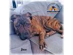 Adopt Jax a Brindle - with White Staffordshire Bull Terrier / Mixed dog in