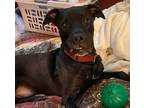 Adopt Dex a Black - with White Labrador Retriever / Mixed Breed (Large) / Mixed