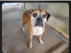 Adopt Renetta - Silver Heart a Tan/Yellow/Fawn - with White Boxer / Mixed dog in