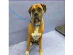 Adopt Mama Bea - Silver Heart a Tan/Yellow/Fawn - with White Boxer / Mixed dog