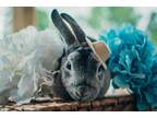 Adopt Karma a Chinchilla Chinchilla, American / Mixed (short coat) rabbit in
