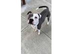 Adopt Chapo a Gray/Silver/Salt & Pepper - with White Pit Bull Terrier / Mixed