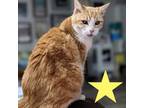 Adopt Amelia a Orange or Red Domestic Shorthair / Mixed cat in Houston