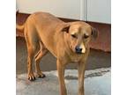 Adopt Cheerio a Brown/Chocolate Mixed Breed (Medium) / Mixed dog in St.