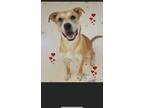 Adopt Buddy a Mixed Breed (Medium) / Mixed dog in Crossville, TN (37954242)