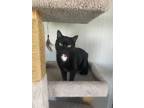 Adopt stormie a All Black Domestic Shorthair cat in Massillon, OH (37774012)