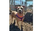 Adopt Brooklyn a American Staffordshire Terrier / Mixed dog in Ewing