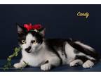 Adopt Candy a Domestic Shorthair / Mixed (short coat) cat in San Jacinto