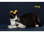 Adopt Jenny a Domestic Shorthair / Mixed (short coat) cat in San Jacinto