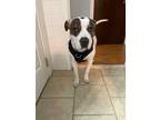 Adopt Cupid (In foster) a American Pit Bull Terrier / Mixed dog in Vineland