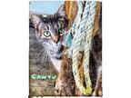 Adopt Cantu a Domestic Shorthair / Mixed (short coat) cat in Gold Beach