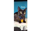 Adopt Ozzy a Domestic Shorthair / Mixed (short coat) cat in Kendallville