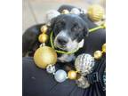 Adopt Reggie a Black - with White Australian Shepherd / Pointer dog in Garland