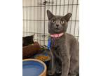 Adopt Zoe a Gray or Blue Russian Blue cat in Huntington, NY (37840877)