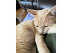 Adopt Stefana Roller a Cream or Ivory Domestic Shorthair cat in Woodstock