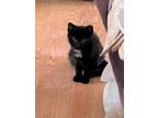 Adopt Frannie Willingham a Black (Mostly) Domestic Shorthair cat in Woodstock