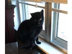 Adopt Big Brother a All Black Domestic Shorthair / Mixed cat in Bossier City