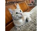 Adopt Lonnie a Tan or Fawn Tabby Domestic Shorthair / Mixed (short coat) cat in