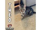 Adopt Theo a Gray, Blue or Silver Tabby Domestic Shorthair / Mixed (short coat)