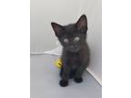 Adopt Frolick a All Black Domestic Shorthair / Mixed (short coat) cat in