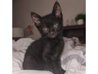 Adopt BAGHERA a All Black Domestic Shorthair cat in Calimesa, CA (37966709)