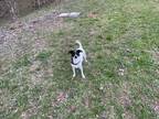 Adopt Max a Jack Russell Terrier / Mixed dog in Wilson, NC (37779291)