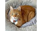 Adopt Nunu a Orange or Red Domestic Shorthair / Mixed cat in Port Washington