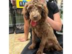 Poodle (Toy) Puppy for sale in Houma, LA, USA