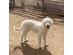 Great Pyrenees Puppy for sale in Parker, CO, USA