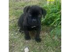 Cane Corso Puppy for sale in Apple Valley, CA, USA