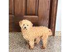 Maltipoo Puppy for sale in Nappanee, IN, USA