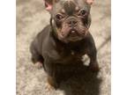 French Bulldog Puppy for sale in Concord, NC, USA