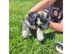 Schnauzer (Miniature) Puppy for sale in Riverside, CA, USA