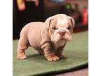 Bulldog Puppy for sale in Kernersville, NC, USA