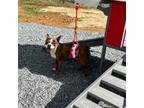 Boston Terrier Puppy for sale in Ewing, KY, USA